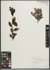 Foto von Salix myrsinites L. x Salix nigricans Sm.